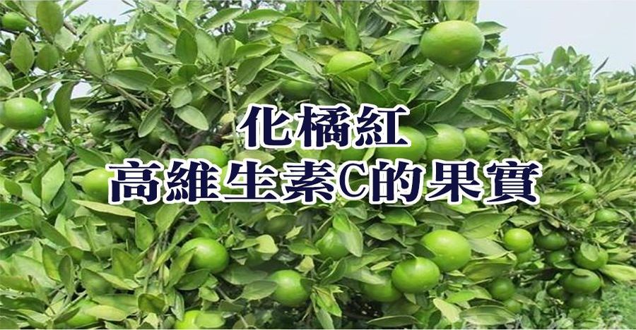 化橘紅-高維生素C的果實