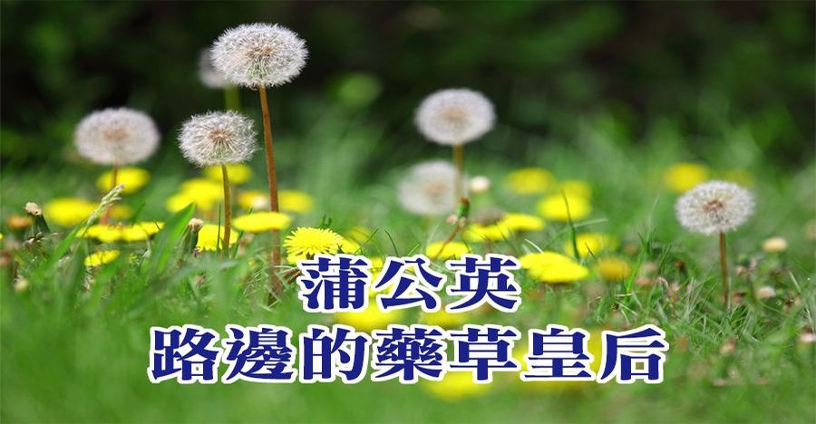 蒲公英，路邊的藥草皇后