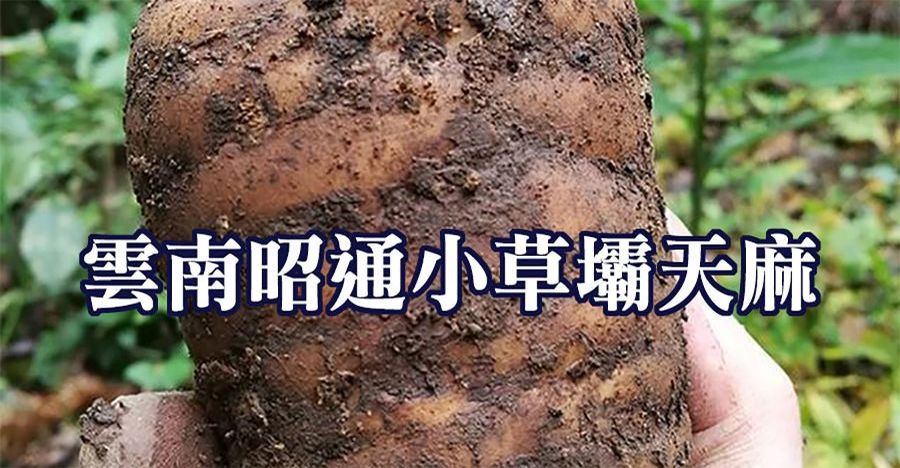 雲南昭通小草壩天麻