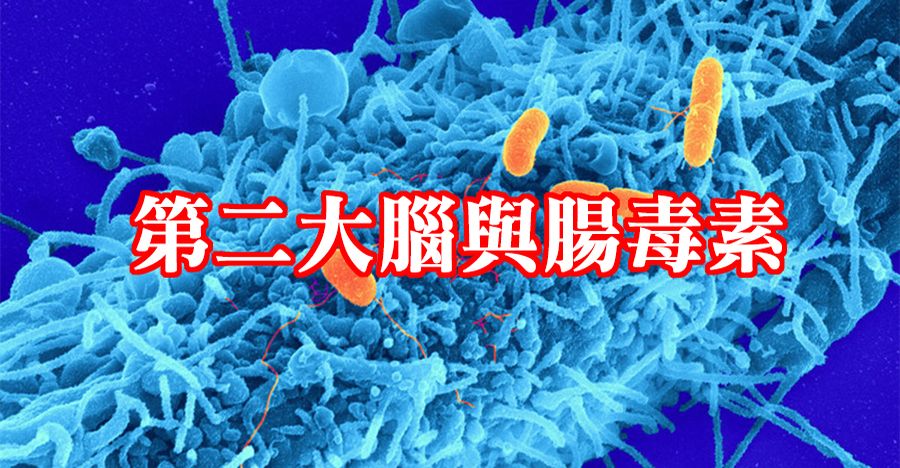 第二大腦與腸毒素