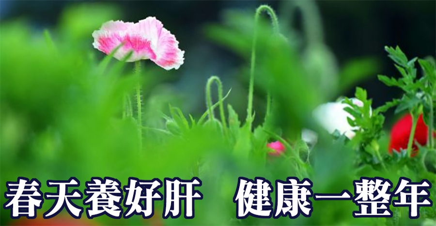 春天養好肝，健康一整年