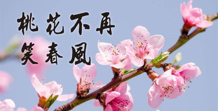 回眸一笑丨鏡里朱顏悄褪紅，桃花不再笑春風