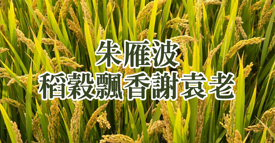 稻穀飄香謝袁老