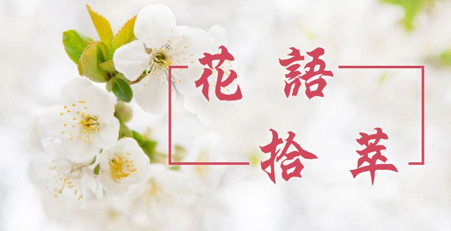 石頭丨花語拾萃