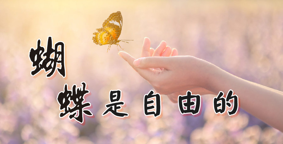 楊優 | 蝴蝶是自由的