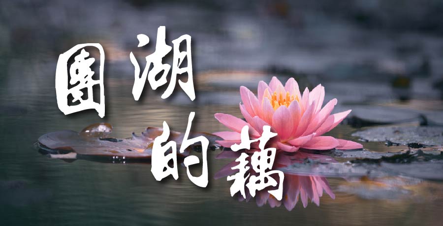 史春華│團湖的藕