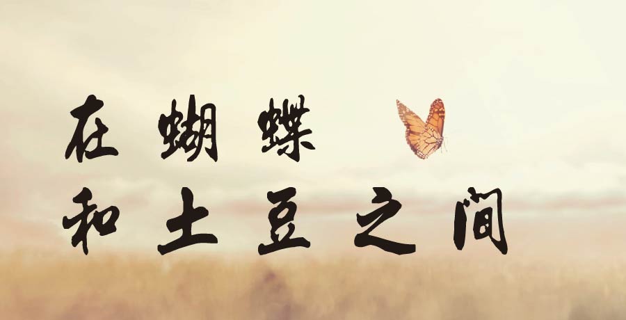 呆瓜 | 在蝴蝶和土豆之間