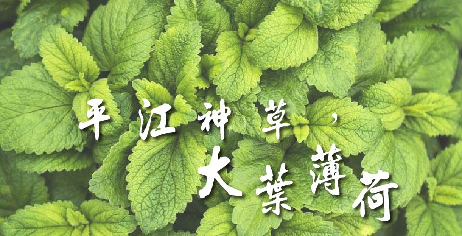 劉月桂：平江神草，大葉薄荷