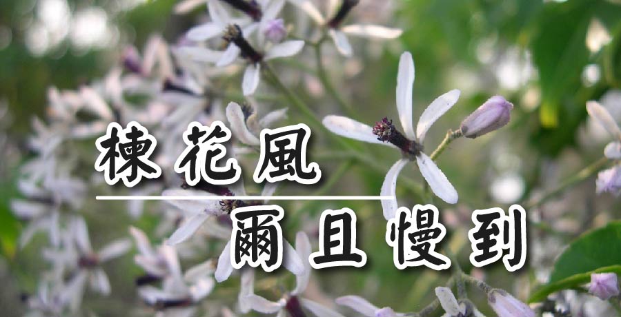 蒲葦| 楝花風，爾且慢到