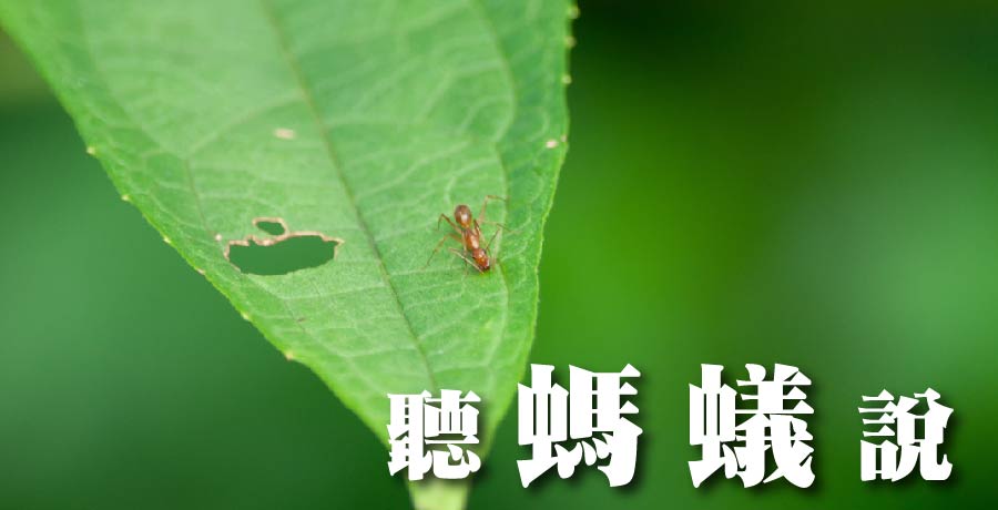 洲來 | 聽螞蟻說