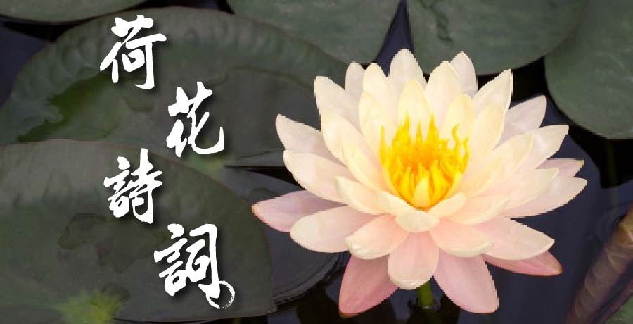 30首荷花詩詞，荷風蓮香，唯美了整個夏天