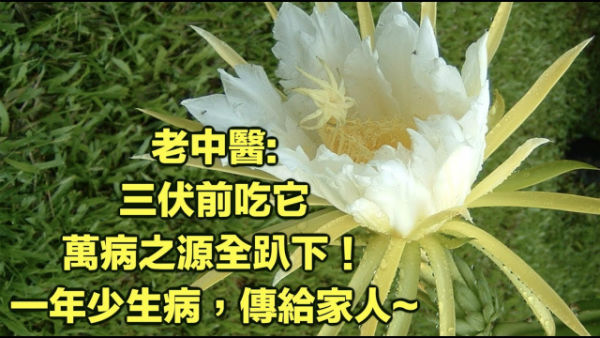 三伏前吃它，萬病之源全趴下