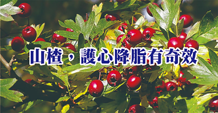 山楂，護心降脂有奇效！