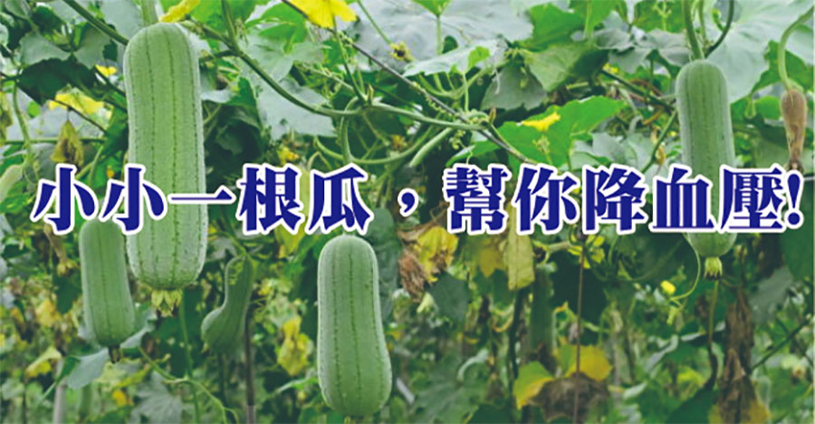 小小一根瓜，幫你降血壓   