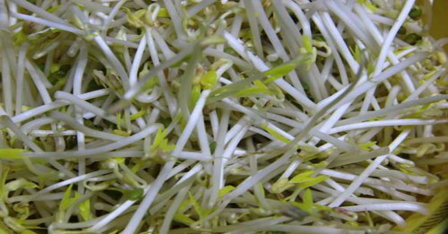 豆芽