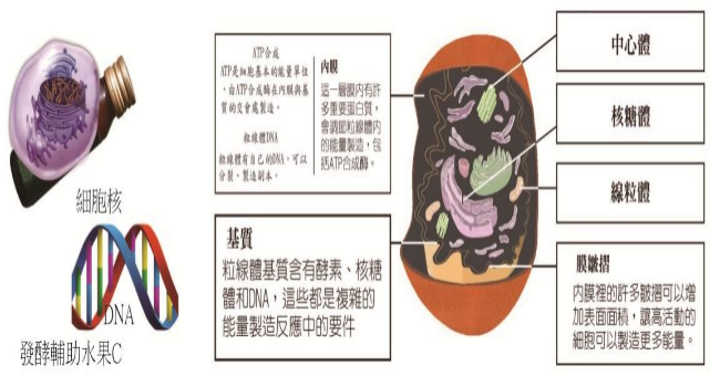 細胞