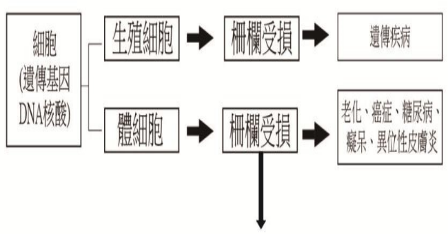 細胞1