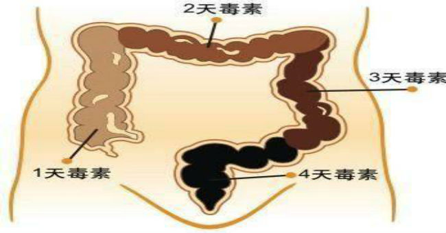腸道