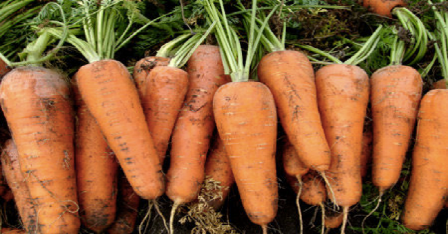 胡蘿蔔