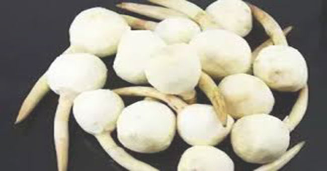 次菇