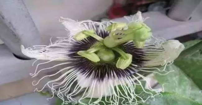 百香果