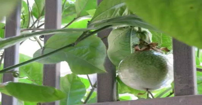 百香果