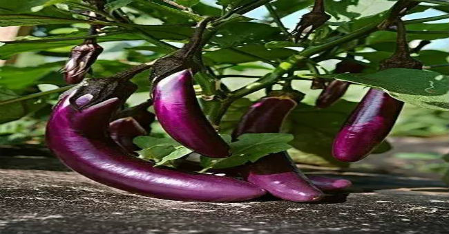 茄子