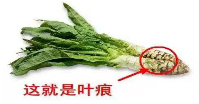 萵筍